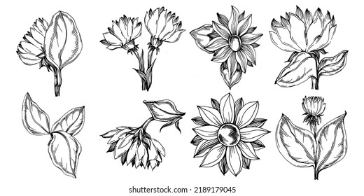 Verano de girasol. Flor botánica aislada, hojas. Dibujo de tinta con grabado en blanco y negro. Planta de hojas de follaje floral de jardín botánico. Elemento de ilustración de dibujo de flores silvestres.