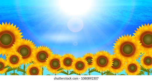 Sunflower summer scenery background
