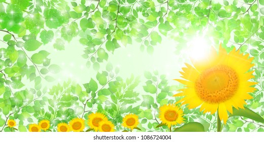 Sunflower summer scenery background