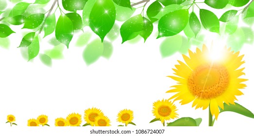 Sunflower summer scenery background