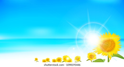 Sunflower summer scenery background