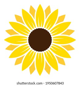 Sunflower summer yellow floral spring isolated on white background vector illustration.