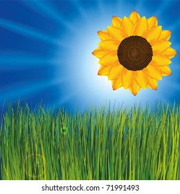 Sunflower as sun