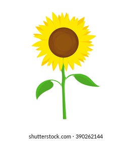 Sunflower - Symbol of Farm Harvest. Vector Flower illustration isolated on white background