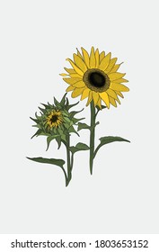 Sunflower turns to the sun.  Two sunflowers set. Closed sunflowers blossom.