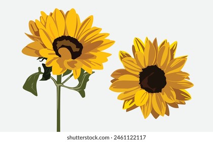 Sunflower in two views, realistic vector illustration.