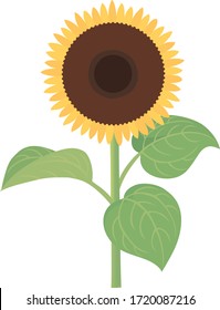 
Sunflower is a typical summer flower.