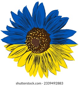 Sonnenblume in der Ukraine Flaggenfarben. Blauer und Gelbe Blume. Handziehanlage. Blumenelement einzeln auf transparentem Hintergrund. Vektorgrafik