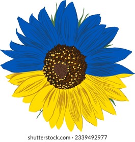Sunflower in Ukraine flag colours. Blue and Yellow Flower. Hand Drawing Plant. Floral Element isolated on transparent background. Vector Illustration