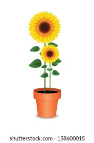 sunflower vector