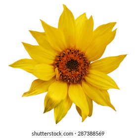 sunflower, vector