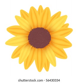 Sunflower. Vector.