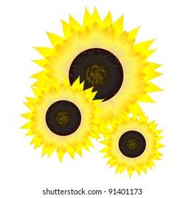Sunflower.  vector