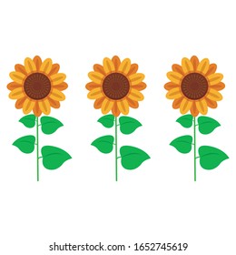 Sunflower vector art and illustration, beautiful sunflower