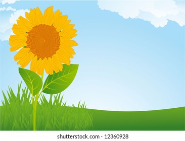 Sunflower. Vector background