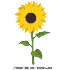 Sunflower vector cartoon flat illustration of a garden summer flower on a stem with green leaves isolated on a white background.