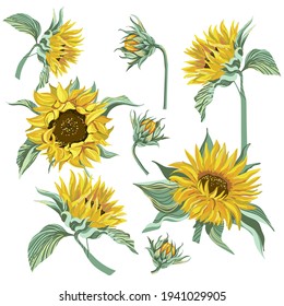 Sunflower vector clip art set.Set sunflower isolated on white background.Vector illustration.