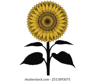 Sunflower vector colorfull image illustration
