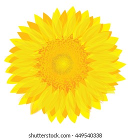 sunflower vector design