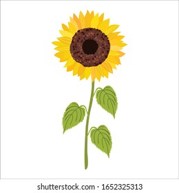 Sunflower vector design, sunflower art illustration