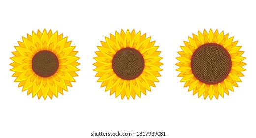 Sunflower vector design illustration isolated on white background