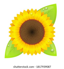Sunflower vector design illustration isolated on white background