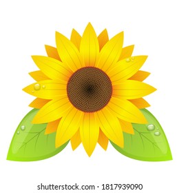 Sonnenblume, Vektorgrafik einzeln auf weißem Hintergrund