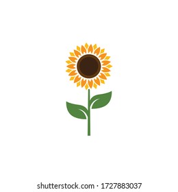 Sunflower vector design illustration template 