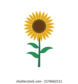 Sunflower vector design illustration template, 