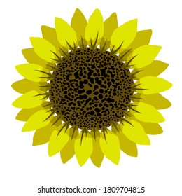 Sunflower vector flat isolated colorful illustration