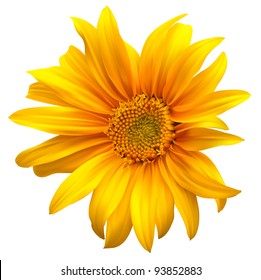 Sunflower vector flower