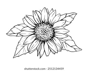 Sunflower vector flower illustration with leaves. Plant drawing in line art style. Flower Sketch painted by black inks. Botanical Graphic engraving design. EPS10