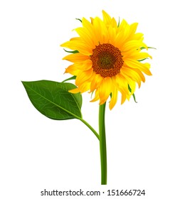 sunflower vector flower pedicle nature illustration yellow summer bright natural flora beautiful