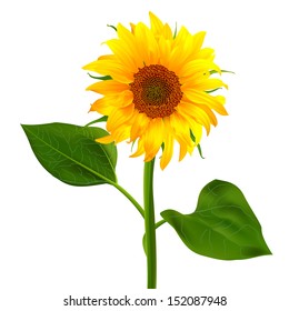 sunflower vector flower pedicle nature illustration yellow summer bright natural flora beautiful