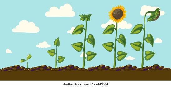 sunflower vector flower pedicle nature illustration yellow summer bright natural flora beautiful