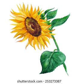 sunflower vector flower pedicle nature illustration yellow summer bright natural flora beautiful