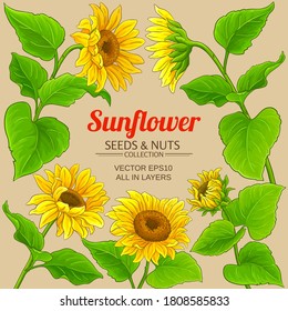 sunflower vector frame on color background
