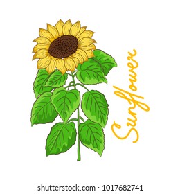Sunflower vector with green leaves on white background