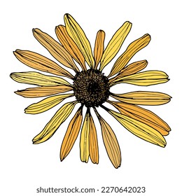 Sunflower, vector, hand drawn illustration. Summer yellow flower.