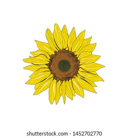 Sunflower vector hand drawn isolated illustration. Can be use for organic and natural products. Retro style.