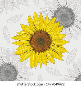 Sunflower vector hand drawn isolated illustration. Can be use for organic and natural products. Retro style.
