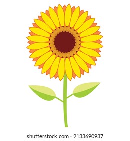 Vector de girasol. Vector dibujado a mano sobre fondo blanco. Ilustración con eslogan para imprimir, pegatina.
