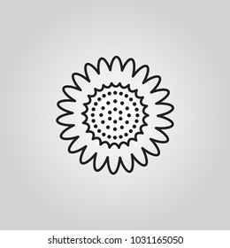 Sunflower vector icon