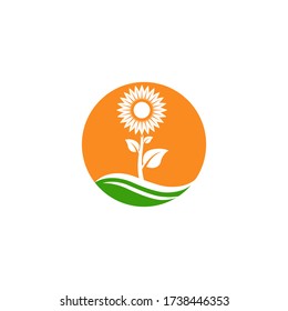 Beispiel für das Design von Sonnenblumenvektorbildern