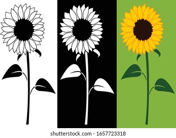 Sunflower vector icon  with different options