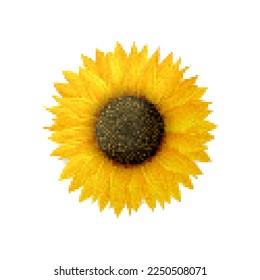 Sunflower vector icon. Pixel art illustration isolated on white background