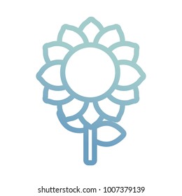 sunflower  vector illustration