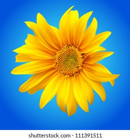 Sunflower vector illustration