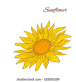 Sunflower. Vector illustration.