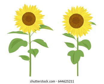 Sunflower vector illustration
